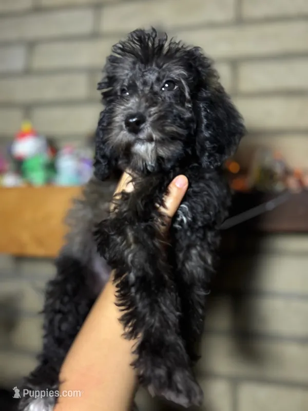 Rose – Goldendoodle, Miniature Goldendoodle puppy for sale in Phoenix, AZ