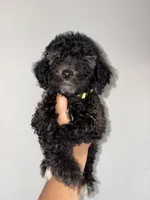 Rose, a female Goldendoodle and Miniature Goldendoodle for sale in Phoenix, AZ – 4 of 10