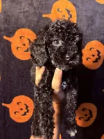 Lilac, a female Goldendoodle and Miniature Goldendoodle for sale in Phoenix, AZ – 9 of 10