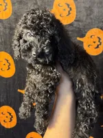 Max, a male Goldendoodle and Miniature Goldendoodle for sale in Phoenix, AZ – 8 of 8