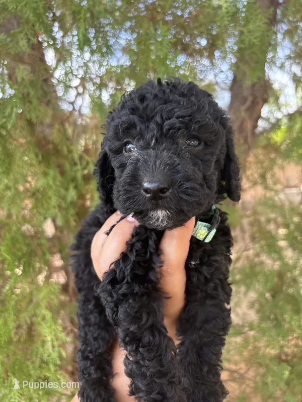 Sammie – Miniature Goldendoodle puppy for sale in Phoenix, AZ