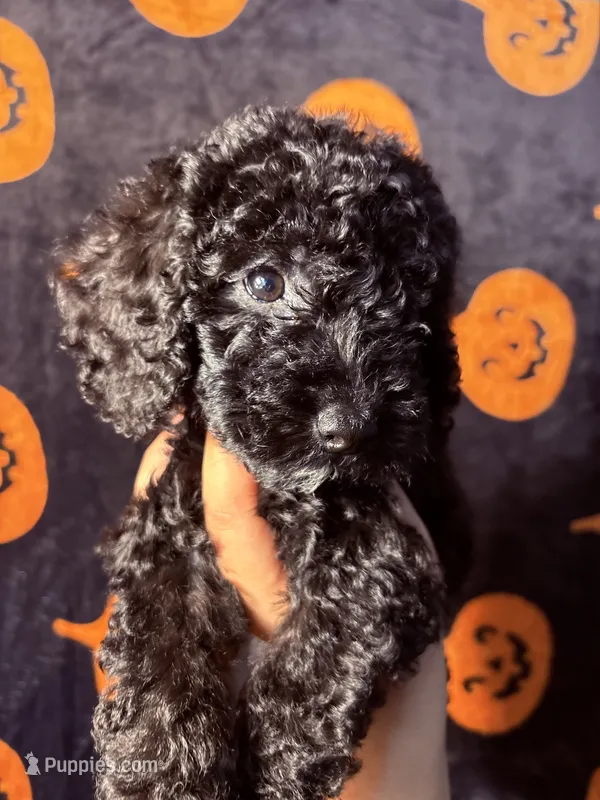 Sammie – Goldendoodle, Miniature Goldendoodle puppy for sale in Phoenix, AZ
