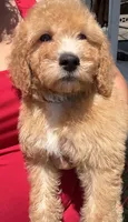 Winston, a male Goldendoodle and Miniature Goldendoodle for sale in Phoenix, AZ – 3 of 4