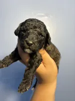 Stone, a male Miniature Goldendoodle for sale in Phoenix, AZ – 2 of 5