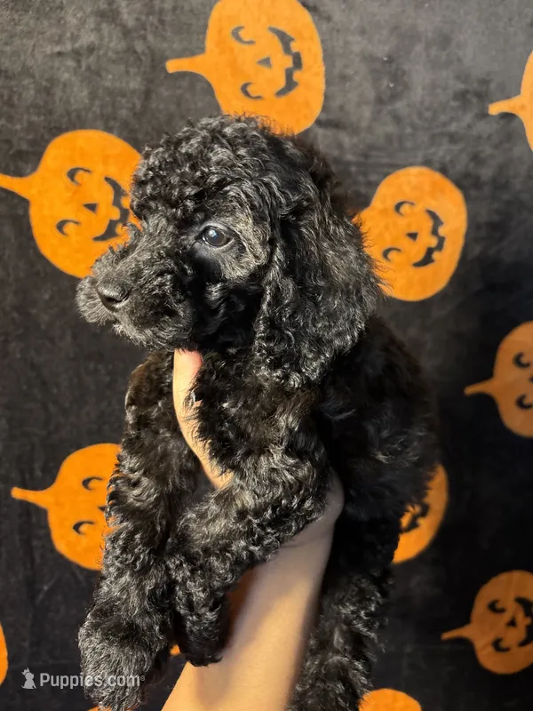 Thunder  – Goldendoodle, Miniature Goldendoodle puppy for sale in Phoenix, AZ