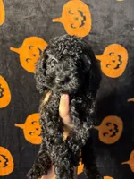 Thunder , a male Goldendoodle and Miniature Goldendoodle for sale in Phoenix, AZ – 9 of 10