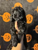 Rocky , a male Goldendoodle and Miniature Goldendoodle for sale in Phoenix, AZ – 10 of 10