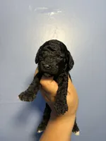 Lilac, a female Miniature Goldendoodle for sale in Phoenix, AZ – 3 of 4