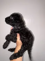 Rocky , a male Goldendoodle and Miniature Goldendoodle for sale in Phoenix, AZ – 7 of 10