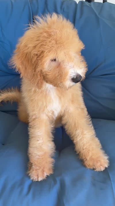 Winston, a male Goldendoodle and Miniature Goldendoodle for sale in Phoenix, AZ – 5 of 5