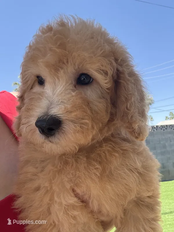 Jackson – Goldendoodle, Miniature Goldendoodle puppy for sale in Phoenix, AZ