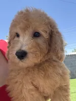 Jackson, a male Goldendoodle and Miniature Goldendoodle for sale in Phoenix, AZ – 1 of 3
