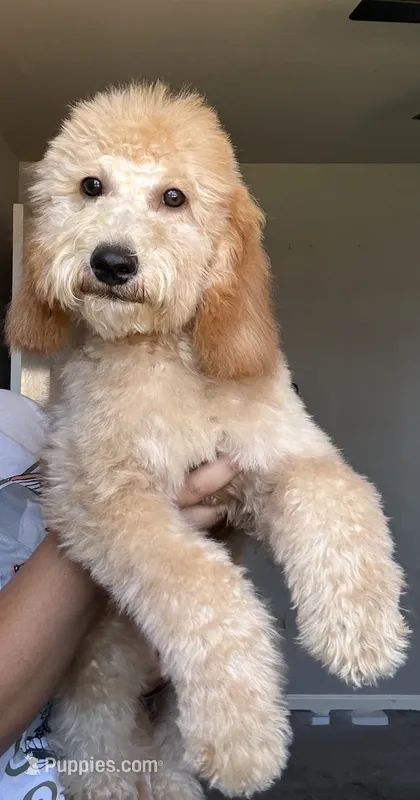 Sage – Goldendoodle, Miniature Goldendoodle puppy for sale in Phoenix, AZ