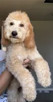 Sage, a female Goldendoodle and Miniature Goldendoodle for sale in Phoenix, AZ – 1 of 4