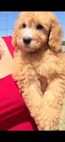Jackson, a male Goldendoodle and Miniature Goldendoodle for sale in Phoenix, AZ – 3 of 3