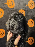 Rocky , a male Goldendoodle and Miniature Goldendoodle for sale in Phoenix, AZ – 8 of 10