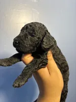 Thunder , a male Miniature Goldendoodle for sale in Phoenix, AZ – 3 of 6