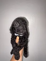 Rocky , a male Goldendoodle and Miniature Goldendoodle for sale in Phoenix, AZ – 2 of 10