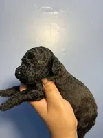 Rocky , a male Miniature Goldendoodle for sale in Phoenix, AZ – 5 of 5
