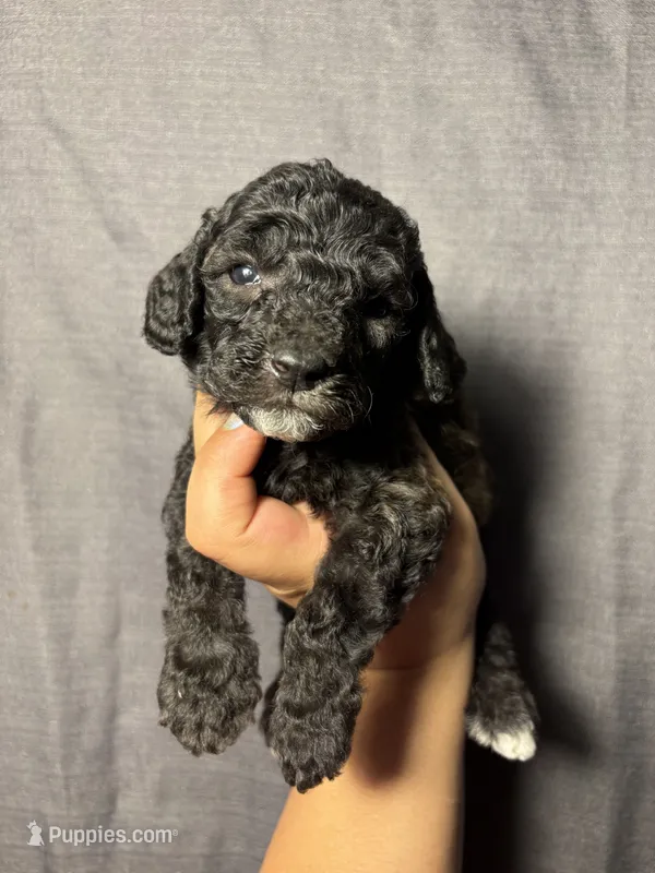 Stone – Miniature Goldendoodle puppy for sale in Phoenix, AZ