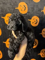 Thunder , a male Goldendoodle and Miniature Goldendoodle for sale in Phoenix, AZ – 8 of 10