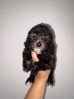 Stone, a male Goldendoodle and Miniature Goldendoodle for sale in Phoenix, AZ – 3 of 10