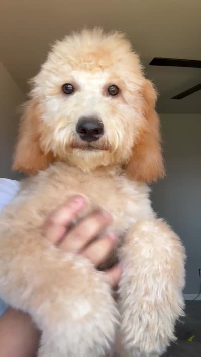 Sage, a female Goldendoodle and Miniature Goldendoodle for sale in Phoenix, AZ – 4 of 4