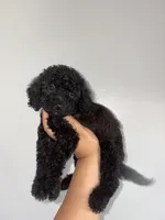 Thunder , a male Goldendoodle and Miniature Goldendoodle for sale in Phoenix, AZ – 3 of 10
