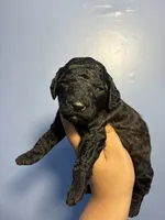 Max, a male Miniature Goldendoodle for sale in Phoenix, AZ – 2 of 5