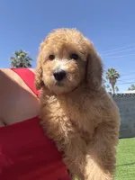 Jackson, a male Goldendoodle and Miniature Goldendoodle for sale in Phoenix, AZ – 2 of 3