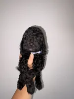 Rocky , a male Goldendoodle and Miniature Goldendoodle for sale in Phoenix, AZ – 4 of 10