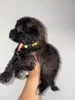 Rose, a female Goldendoodle and Miniature Goldendoodle for sale in Phoenix, AZ – 8 of 10