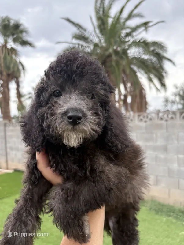 Stone – Goldendoodle, Miniature Goldendoodle puppy for sale in Phoenix, AZ