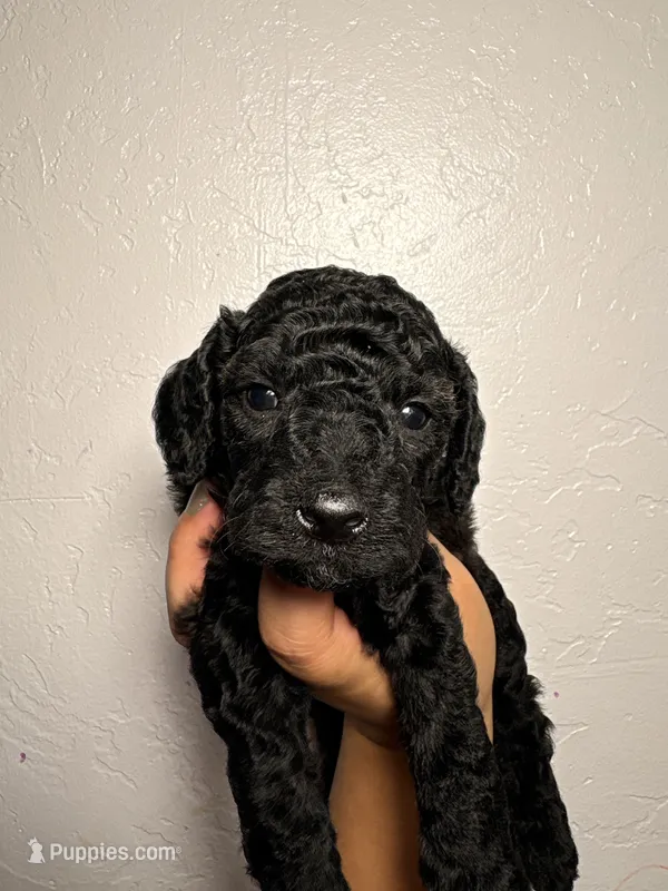 Thunder  – Miniature Goldendoodle puppy for sale in Phoenix, AZ