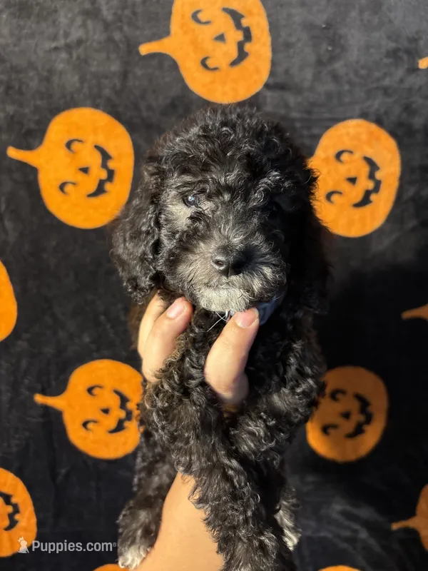 Stone – Goldendoodle, Miniature Goldendoodle puppy for sale in Phoenix, AZ