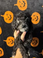 Stone, a male Goldendoodle and Miniature Goldendoodle for sale in Phoenix, AZ – 1 of 10