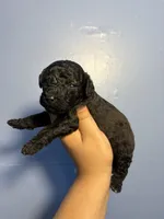 Rocky , a male Miniature Goldendoodle for sale in Phoenix, AZ – 2 of 5