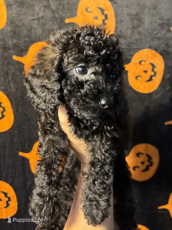 Max – Goldendoodle, Miniature Goldendoodle puppy for sale in Phoenix, AZ