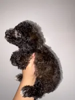 Stone, a male Goldendoodle and Miniature Goldendoodle for sale in Phoenix, AZ – 4 of 10