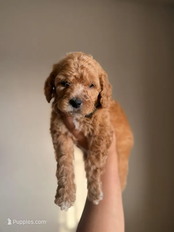 Jackson – Goldendoodle, Miniature Goldendoodle puppy for sale in Phoenix, AZ