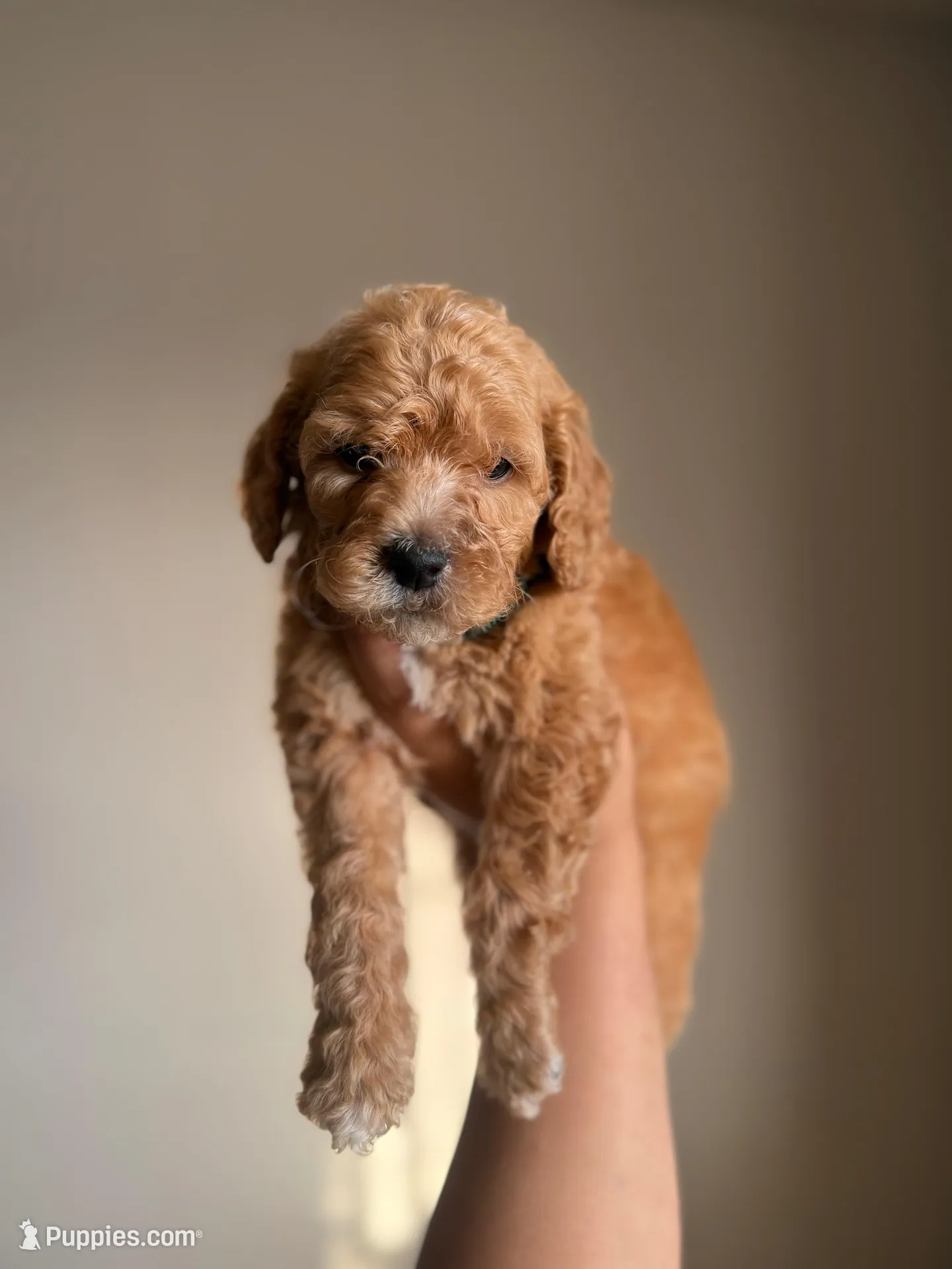 Jackson, a male Goldendoodle and Miniature Goldendoodle for sale in Phoenix, AZ – Photo 1 of 4