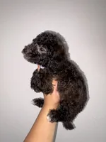 Stone, a male Goldendoodle and Miniature Goldendoodle for sale in Phoenix, AZ – 7 of 10