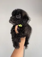 Rose, a female Goldendoodle and Miniature Goldendoodle for sale in Phoenix, AZ – 5 of 10