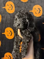 Max, a male Goldendoodle and Miniature Goldendoodle for sale in Phoenix, AZ – 7 of 8