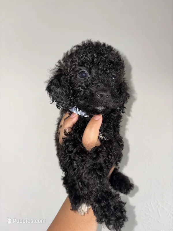 Jax – Goldendoodle, Miniature Goldendoodle puppy for sale in Phoenix, AZ