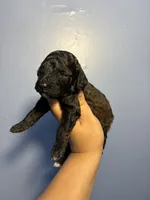 Rose, a female Miniature Goldendoodle for sale in Phoenix, AZ – 4 of 6