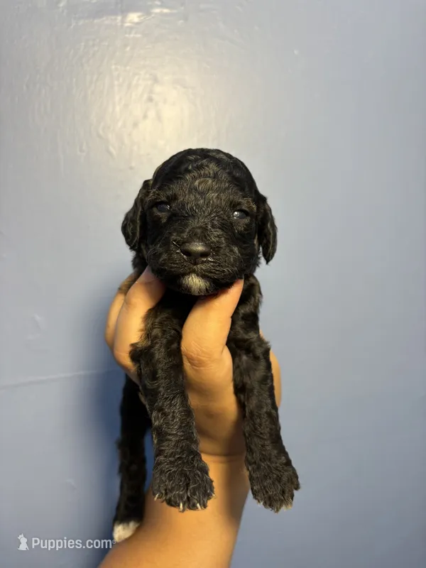 Rose – Miniature Goldendoodle puppy for sale in Phoenix, AZ