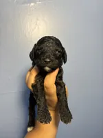 Rose, a female Miniature Goldendoodle for sale in Phoenix, AZ – 1 of 6