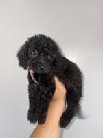 Thunder , a male Goldendoodle and Miniature Goldendoodle for sale in Phoenix, AZ – 2 of 10
