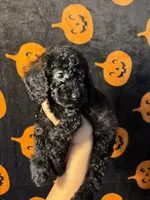 Thunder , a male Goldendoodle and Miniature Goldendoodle for sale in Phoenix, AZ – 7 of 10